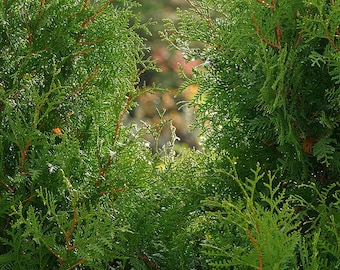 Semillas de cedro blanco del norte (thuja occidentalis) Árbol perenne fragante para crear privacidad y entradas de vehículos
