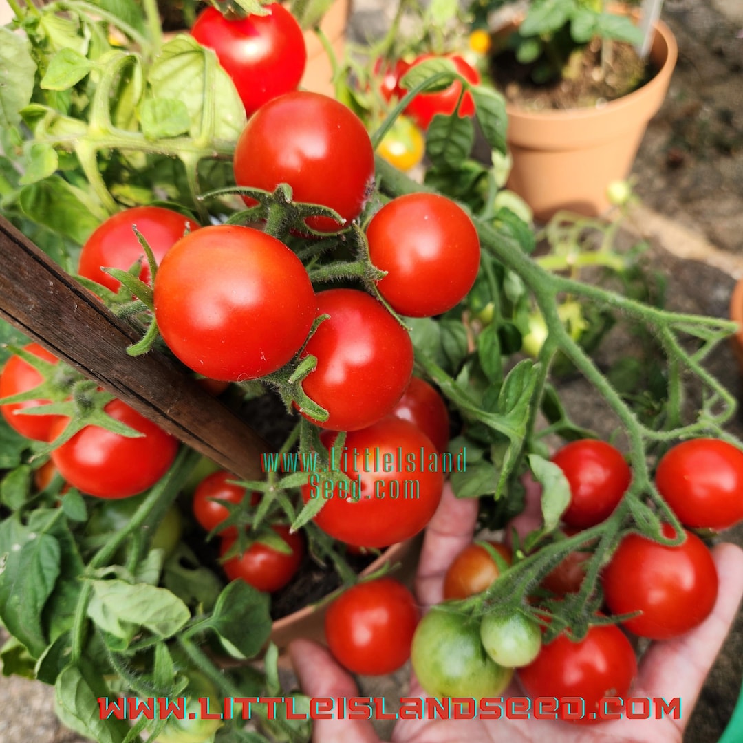ブッシュトマトの種(コンパクト・ドワーフトマト) ブッシュトマトの種(コンパクト・ドワーフトマト) トマト の 種