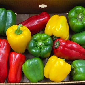 California Wonder Paprika Samen (capsicum annuum) Erbstück Große süße Paprika