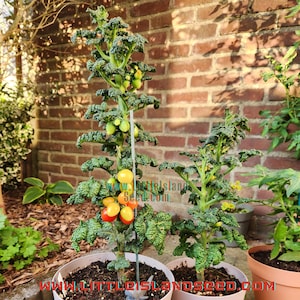 Curly Kaley Micro Dwarf Tomato, 20CM/8&quot; Tall (solanum lyc.)