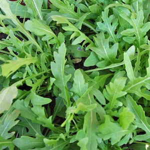 Arugula Seeds (eruca vessicaria)