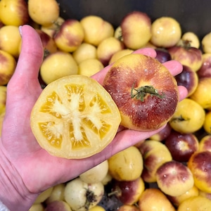 Op de afbeelding: Een hand houdt een in plakken gesneden gele tomaat vast met een stervormig patroon, naast een hele tomaat met rode en gele tinten. De achtergrond is gevuld met diverse gele en rode tomaten, wat een verse productselectie laat zien.