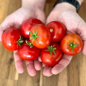 Op de afbeelding: Een paar handen die een handvol rijpe rode tomaten vasthouden.