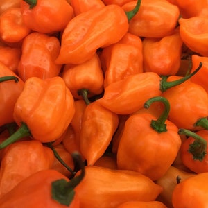 Semi di peperoncino Habanero arancione, alti 60–90 cm/24–36&quot; (capsicum chinense) Unità di piccantezza Scoville: 100.000–350.000