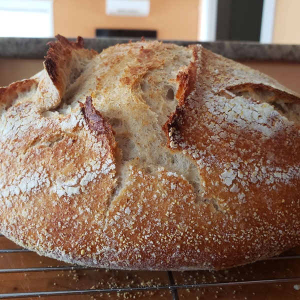 Fresh-made Sourdough Starter, 3-pack; Rye + White + Spelt - Not your grandma's & not 100 years old. Active dry starter. Ships FREE in Canada