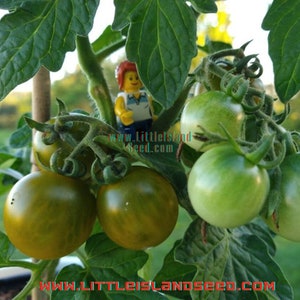 Fat Frog Green Micro Dwarf Tomato Seeds, 20-30CM/8-12&quot; Tall (solanum lycopersicum) Green Tomato! For Balcony, Patio or Pot