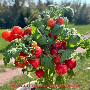 Vilma Micro Dwarf Tomato Seeds, 30CM/12&quot; Tall (solanum lycopersicum) Compact Planter & Patio tomato, for small spaces!