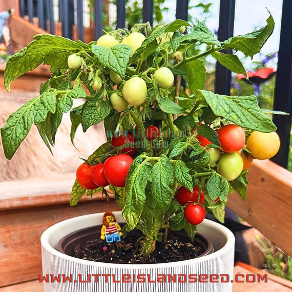 fittonia nerve plant Red Nerve Plant main image 0