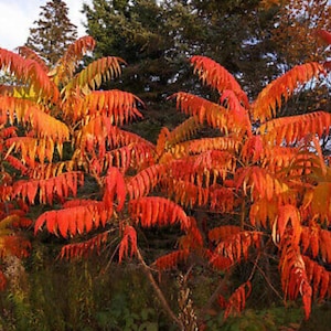 Puede incluir: Un primer plano de un árbol con hojas de color rojo brillante y naranja. Las hojas son largas y estrechas, y están dispuestas en racimos. El árbol está en otoño, y las hojas están cambiando de color.