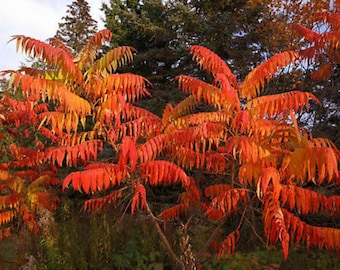 Peut inclure: Un gros plan d'un arbre avec des feuilles rouge vif et orange. Les feuilles sont longues et étroites, et elles sont disposées en grappes. L'arbre est en automne, et les feuilles changent de couleur.
