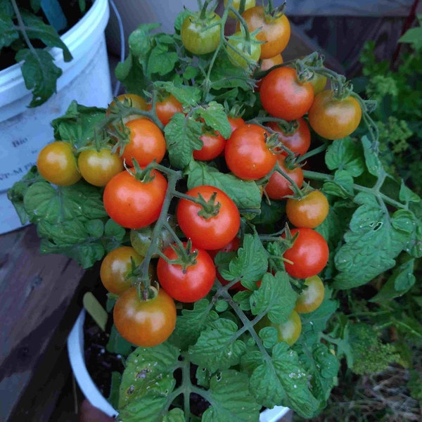 Semi di pomodoro micro nano Red Robin (solanum lycopersicum) Pomodoro per patio e balcone, 5/10/20 semi. Spedizione a tariffa forfettaria!