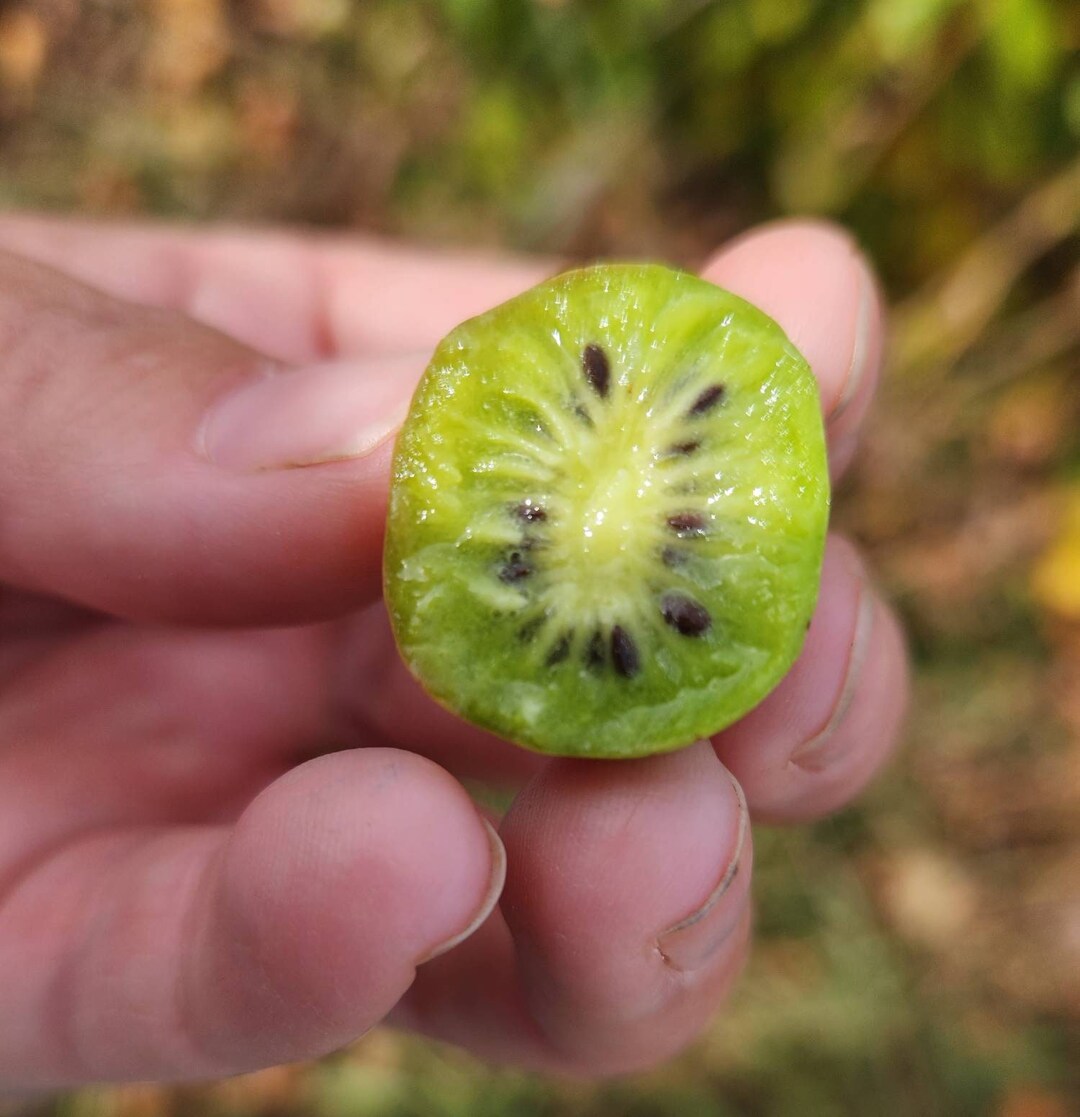 Hardy Kiwi Seeds actinidia Arguta, Kiwi Fruit Seeds, Kiwi Vine, Grow