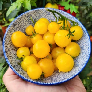 Chello Micro Dwarf Tomato Seeds,  30CM/12&quot; Tall (solanum lyc.)