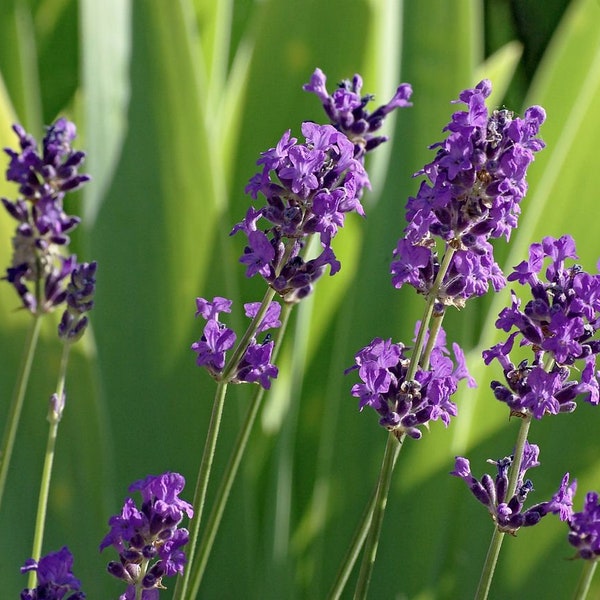 Hardy Lavender  (lavandula angustifolia) true lavender, english lavender, hardy perennial, 25/50 seeds. Flat rate shipping!