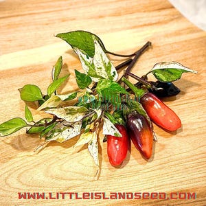 Jigsaw Pepper Seeds, 60–90cm/24–36" Tall (Capsicum chinense) Scoville Heat Units: 800,000–1,000,000