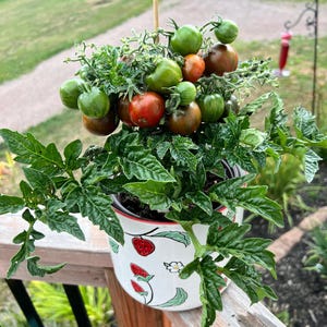 May include: A potted tomato plant with green, orange, and red tomatoes. The white ceramic pot is decorated with strawberries and a flower. The plant is on a wooden deck with a blurred background of a path and trees.