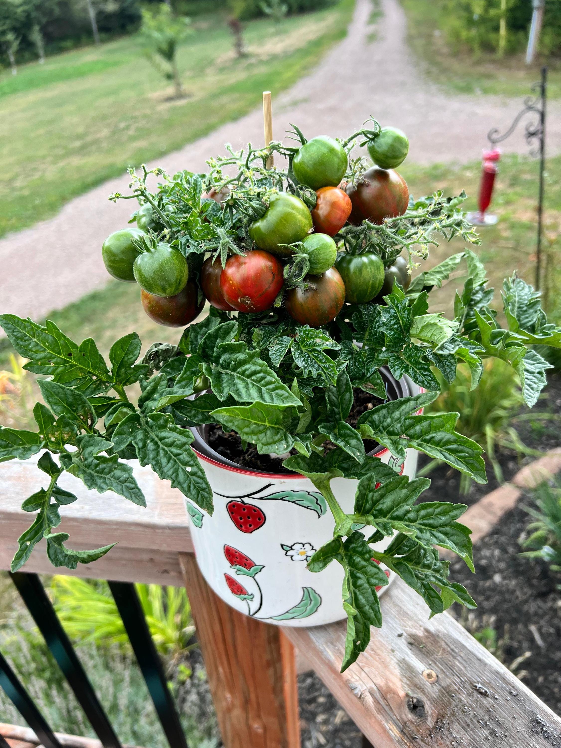 Micro dwarf tomato seeds - Etsy 日本