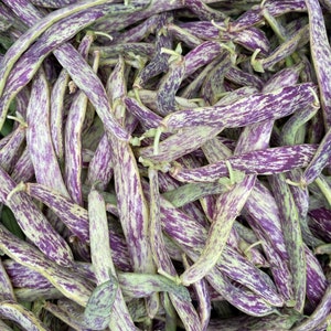 Rattlesnake Pole Bean Seeds (phaseolus vulgaris) Vining Snap Bean, 65–75 Days to Harvest
