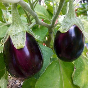 Black Beauty Eggplant Seeds (solanum melongena)