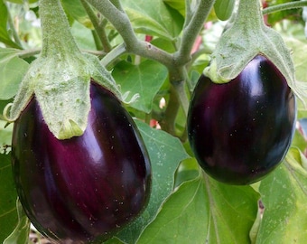 Semillas de berenjena Black Beauty (Solanum melongena)