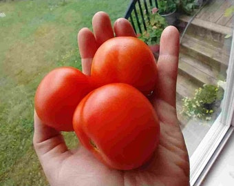 Alaska Fancy Tomato Seeds, 45–60 cm hoog (solanum lyc.)