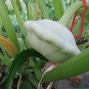 Bennings Green Tint Patty Pan Squash Samen (c. pepo) früher Squash Sommerkürbis