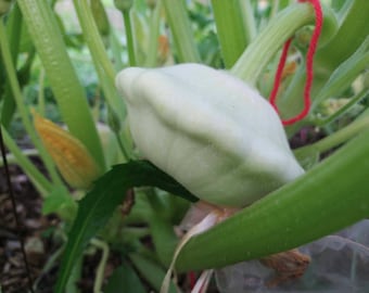 Bennings Green Tint Patty Pan Squash Seeds (c. pepo) early squash Summer Squash