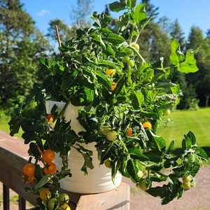 Jochalos Micro Dwarf Tomato Seeds, 15–20CM/6–8&quot; Tall (solanum lycopersicum)
