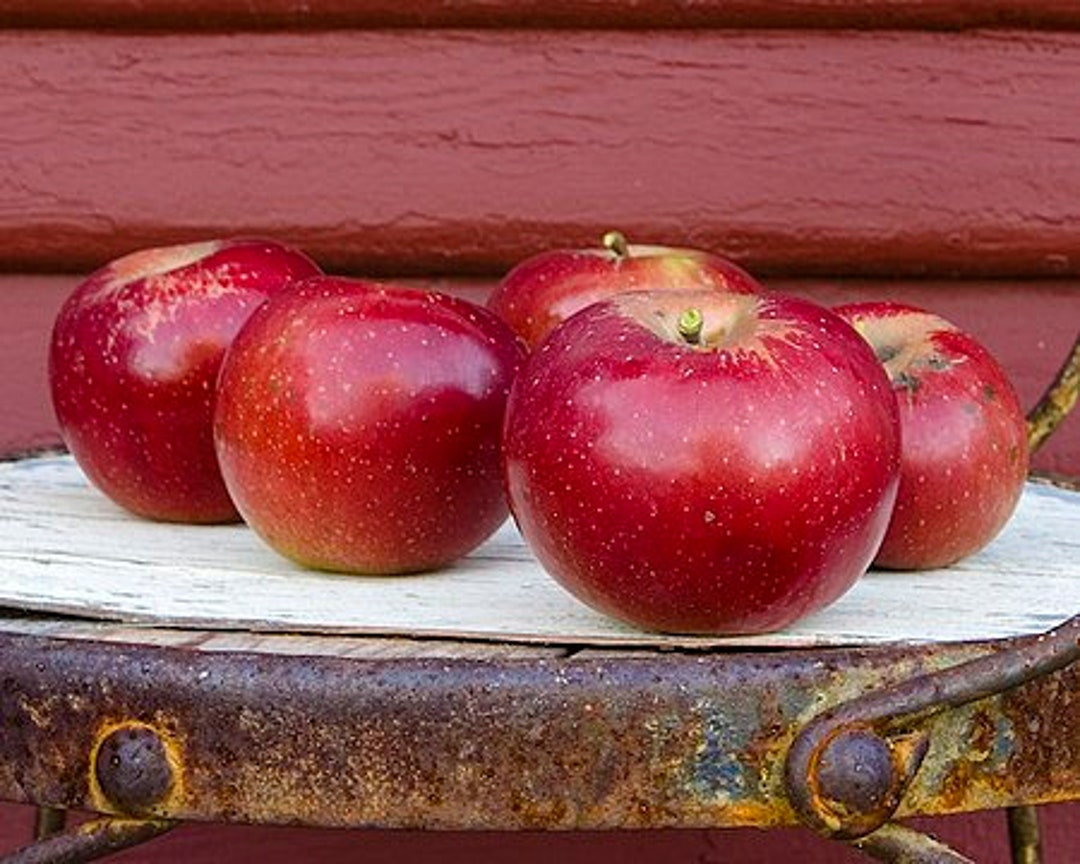 Red Delicious Apple Seeds malus Pumila for Seedling Rootstock/food