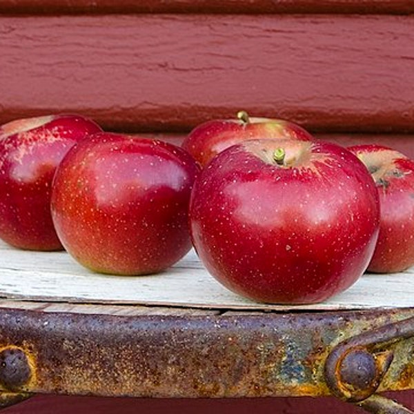 Semillas de manzana Red Delicious (malus pumila) para portainjertos/bosques alimentarios. 10/20 semillas. Portainjerto para árbol frutal. ¡Tarifa plana de envío!