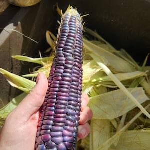 Blue Hopi Corn Seeds (zea mays) Heirloom Iridescent Royal Blue Popcorn Flint Corn for tortillas and baking. Non-GMO Canadian Grown