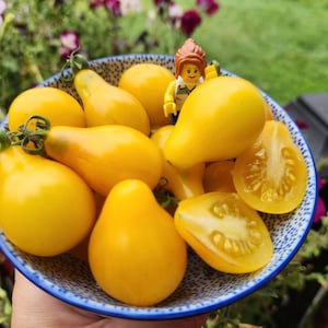 Yellow Pear Cherry Tomato Seeds (solanum lyc.)