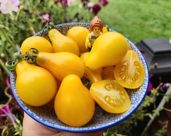 Yellow Pear Cherry Tomato Seeds (solanum lyc.)
