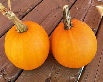 Semillas de calabaza New England Sugar Pie, 1,5–2,5 kg/3–5 lb de fruta (Cucurbita pepo)
