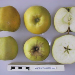 Könnte beinhalten: Sechs gelbe Äpfel, vier ganze und zwei halbiert, mit einem Lineal als Maßstab. Das Lineal ist in Zentimetern gekennzeichnet und trägt die Aufschrift "ANTONOVKA (1948-666)".