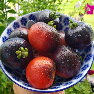 Peut inclure: Un bol bleu et blanc rempli de tomates rouges et noires. Les tomates sont humides et ont une finition brillante.