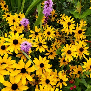 Nasiona Rudbeckia hirta (Rudbekia hirta)