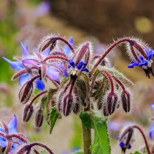 Borage Seeds, 60–90cm/24–36" Tall (borago officinalis)