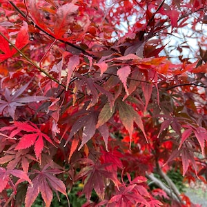 May include: A close-up shot of a Japanese maple tree, showcasing its striking red and burgundy foliage. The leaves, with their characteristic palmate form, are densely arranged. The branches are visible, adding depth to the image, creating a rich, textured display.