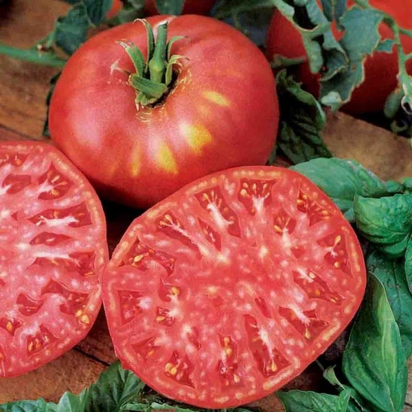 Brandywine Tomato Seeds (solanum lycopersicum) Beefsteak, HEIRLOOM– 5/10/20 Seeds CANADIAN. Flat rate shipping!