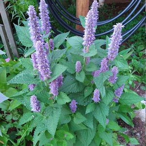 Anise Hyssop Seeds (agastache foeniculum)