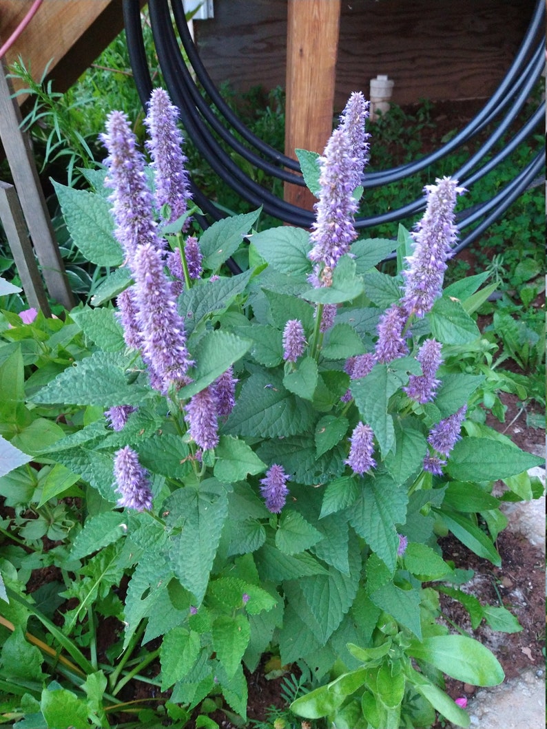 Anise Hyssop Seeds agastache Foeniculum Organic Perennial and Edible