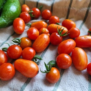 Laura #5 Micro Dwarf Tomato Seeds, 15-30CM/6-12&quot; Tall (solanum lyc.)