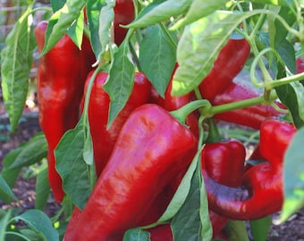 Lipstick Pepper Seeds (capsicum annuum) Red sweet pepper. Organic. 5/10/20 seeds. Flat rate shipping!