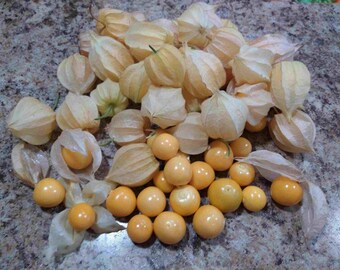 FD1420 Ground cherry Physalis alkekehgi Seeds ~1 Pack 50 Seeds~ Cute Gift A FD1420 Ground cherry Physalis alkekehgi Seeds ~1 Pack 50 Seeds~ Cute Gift A
