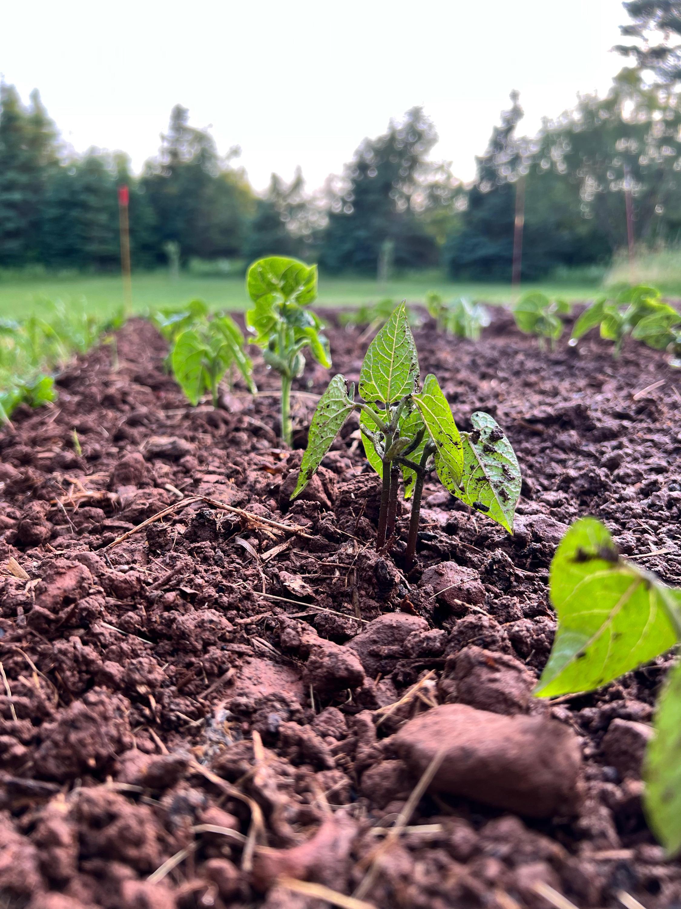 紫色の鞘付きインゲン豆の種子（phaseolus vulgaris）つる性スナップ