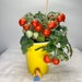 see more listings in the Micro Dwarf Tomatoes section