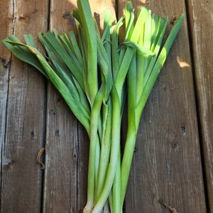 Belgian Perennial Leek Seeds (allium)