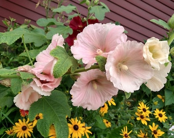 Audrey's Stockrosen (alcea rosa) Cottage Garden / hohe mehrjährige Blume, Holly Hock-ähren in Rosa, Pfirsich und Kastanienbraun! 20/40 Samen