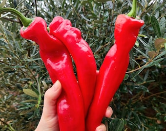 Sementes de pimenta espanhola doce e longa, tradicionais, excelentes para consumo fresco e muito doces! (capsicum annuum)